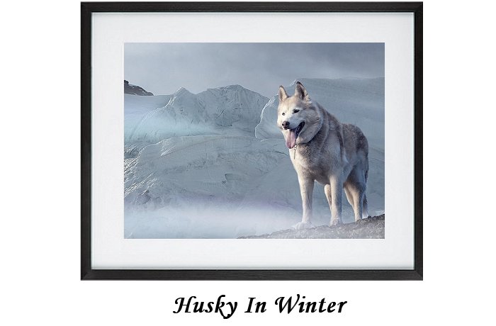 Husky In Winter